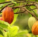 Dia do cacau: Conheça mais sobre esse fruto especial