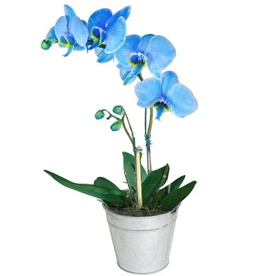Presenteie sua namorada com belas orquídeas!