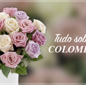 Saiba tudo sobre rosas colombianas