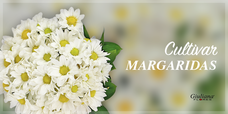 Cultivar Margaridas: Dicas para Manter as Flores Belas e Fortes