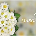 Cultivar Margaridas: Dicas para Manter as Flores Belas e Fortes