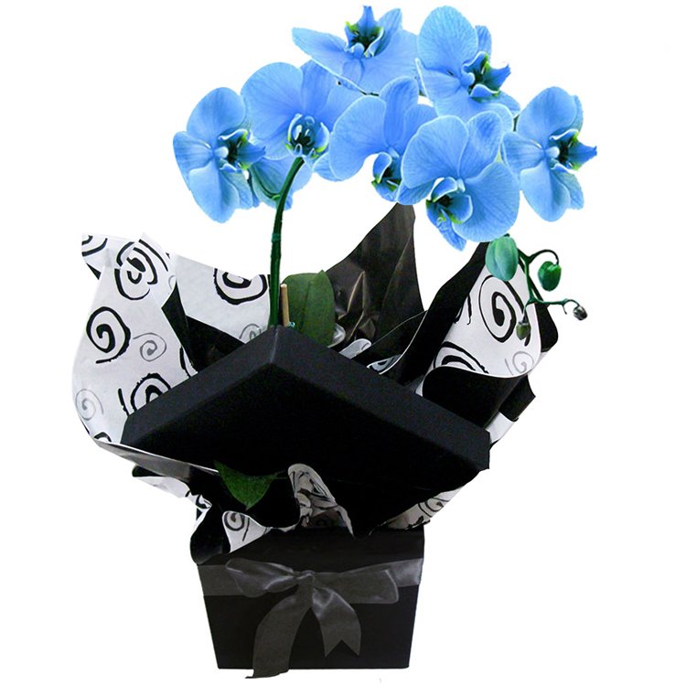 Glamurosas Orquideas Azuis