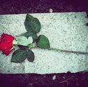 Dia de Finados: Conheça Os Melhores Tipos de Flores Para Homenagear Os Entes Queridos