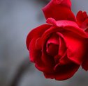 Para se Encantar — Conheça os Tipos de Rosas Mais Exuberantes