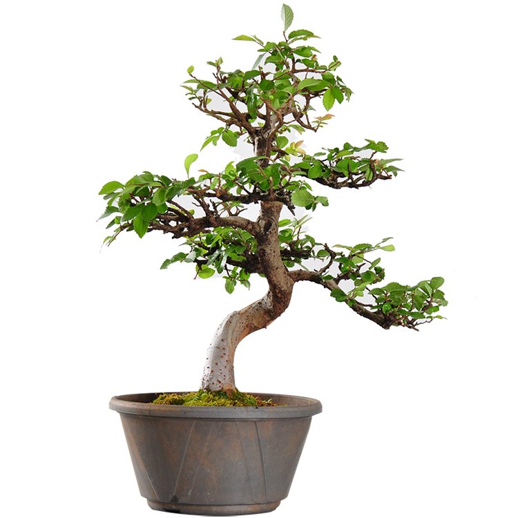Bonsai-Ulmus-Parvifolia-De-14-Anos