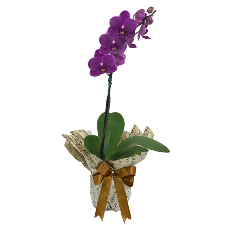 Mini Orquídea Rara Lilás