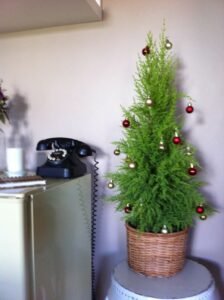 Pinheirinho: Como Cuidar da Árvore de Natal Natural