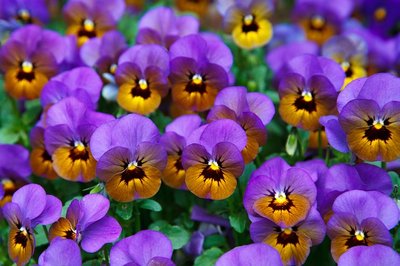 Cultivar Violetas: Conheça os Cuidados e Deixe sua Casa Mais Linda