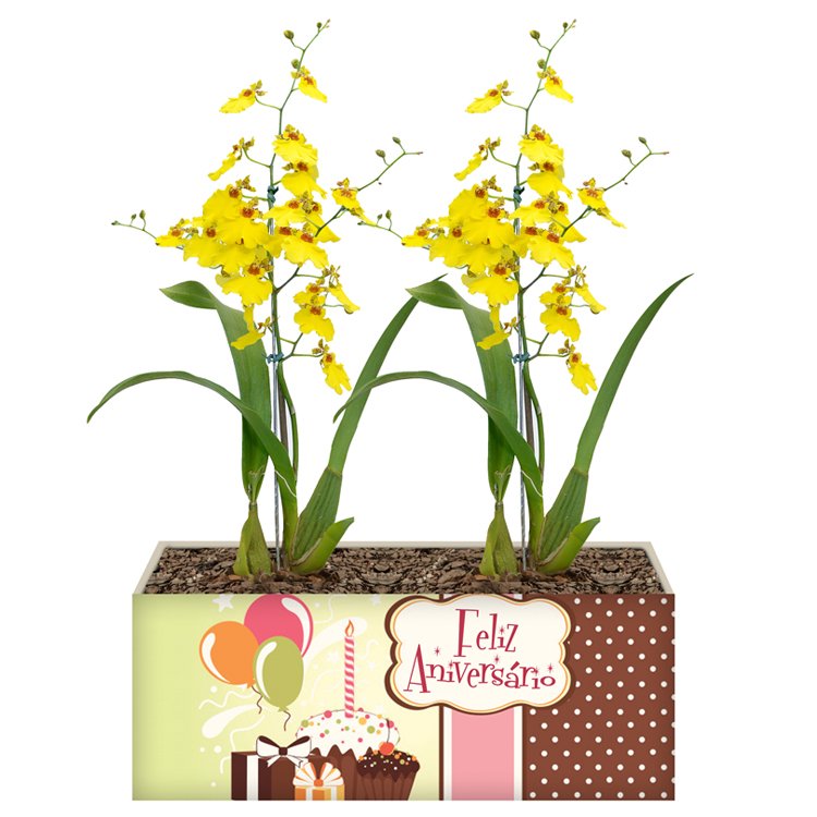 Feliz Aniversário com Orquídea Chuva de Ouro