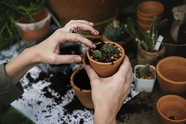 Jardinagem: Primeiros Passos para Começar