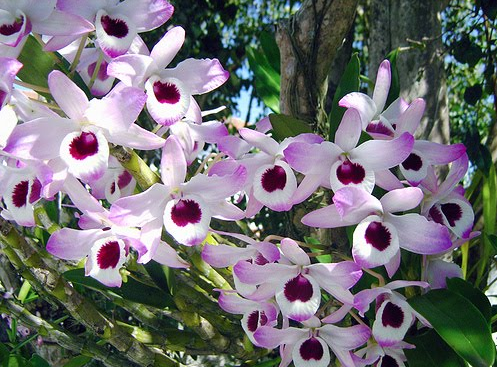 orquidea-Dendrobium