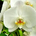 Principais Cuidados para sua Orquídea Bambu Florescer Linda e Saudável