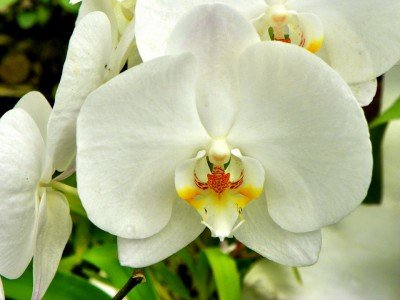 Principais Cuidados para sua Orquídea Bambu Florescer Linda e Saudável
