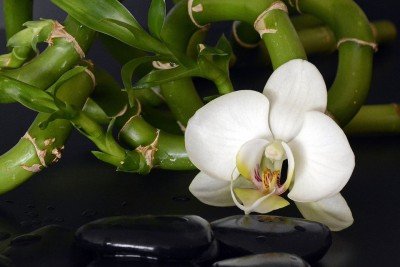 saiba como manter suas orquídeas bambu saudáveis 