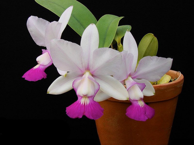 orquidea-cattleya-walkeriana