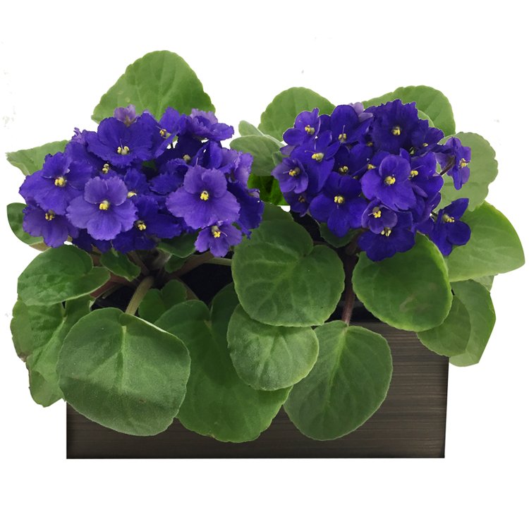 violetas-na-jardineira