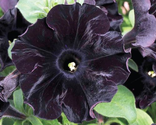 Petunia-Black-Velvet