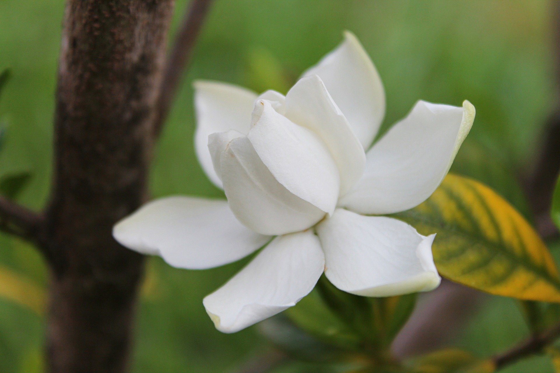 flor-gardenia