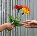Aprenda Como Conciliar Flores e Sentimentos