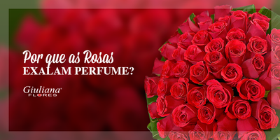 Mês do Leitor – Por que as Rosas Exalam Perfume?
