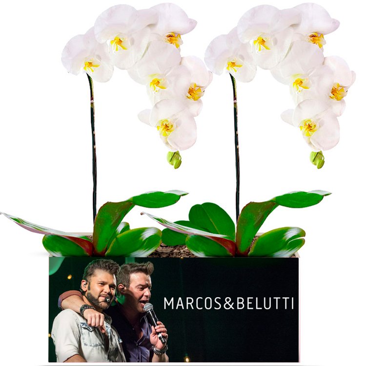 Campo de Orquídeas Brancas Encantadas