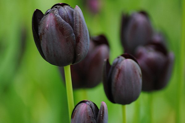 tulipa_negra