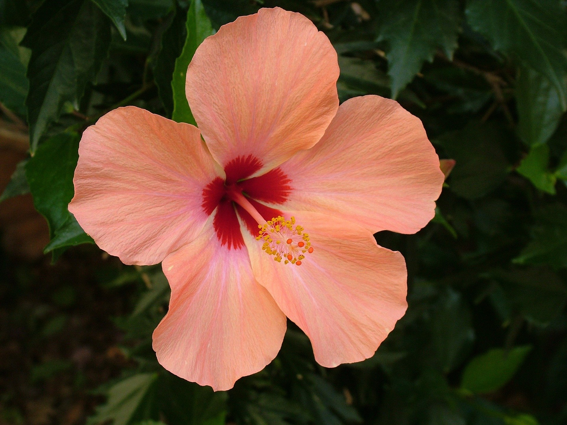 flores-tropicais-hibisco