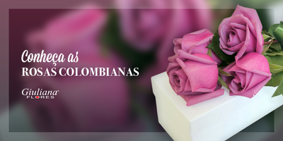 Conheça a Rainha das Flores: As Rosas Colombianas