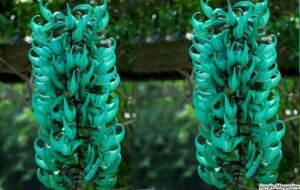 Flores de Jade Vine na natureza