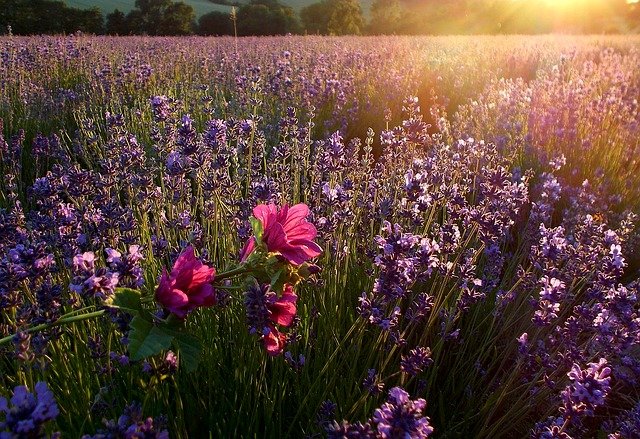 arranjo de flores do campo