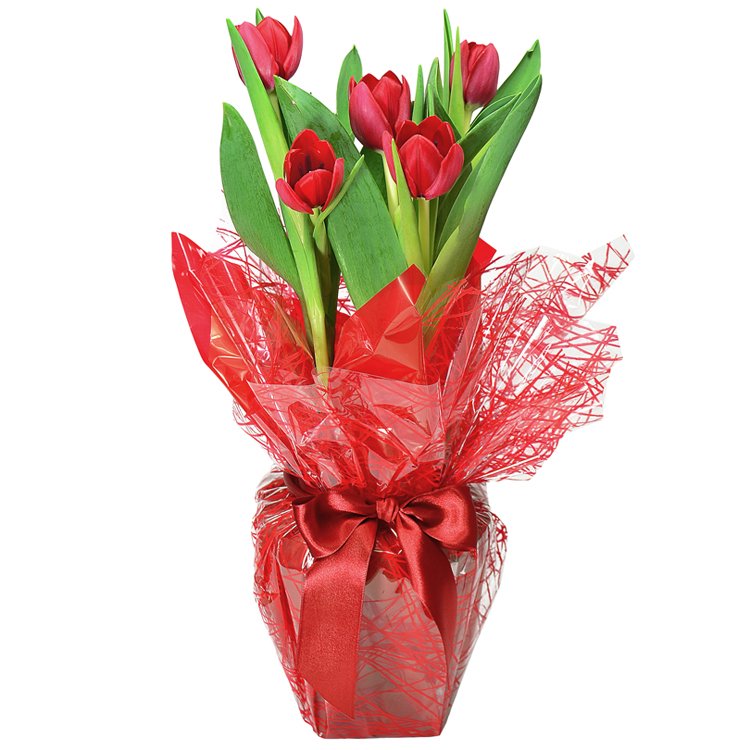 tulipas-plantadas-amor