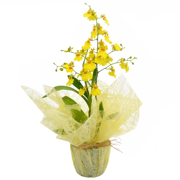 Orquídea Chuva de Ouro - flores de cada signo
