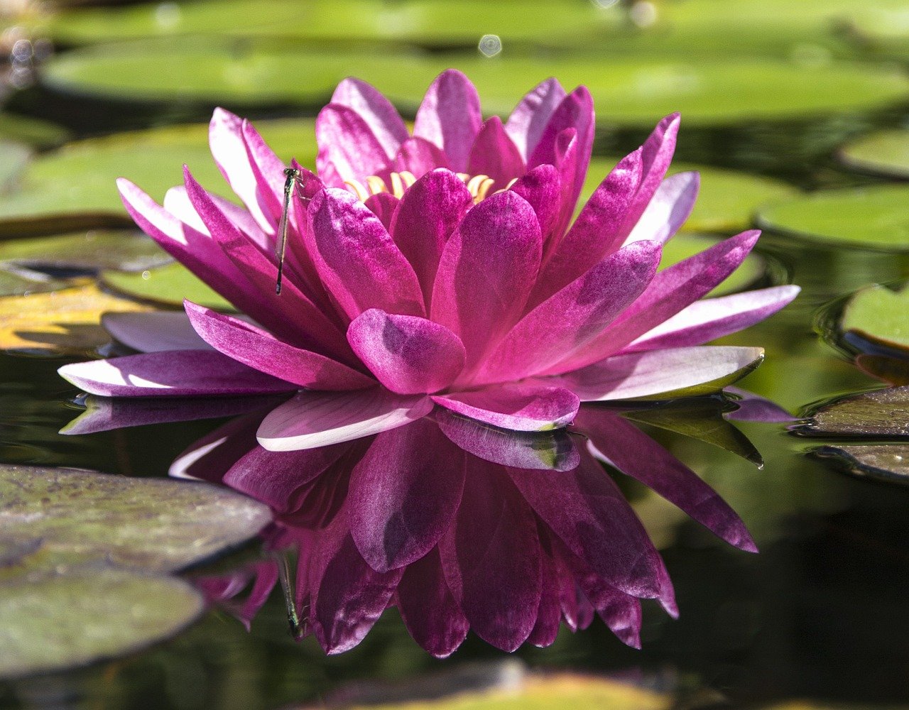 flor-de-lotus-planta-aquatica