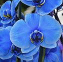 Você Conhece a Orquídea Azul? Saiba o que Essa Exótica Flor Representa
