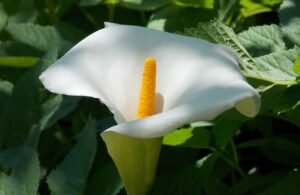 Lírio-da-paz é uma das espécies de plantas de sombra