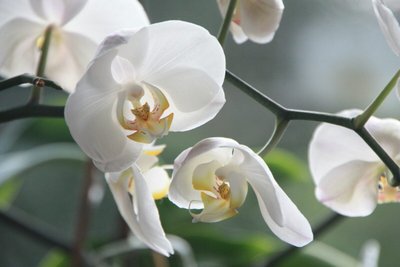 Aprenda a replantar orquídeas