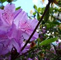 Como Cuidar de Azaleias – Saiba Tudo Sobre o Cultivo da Flor!