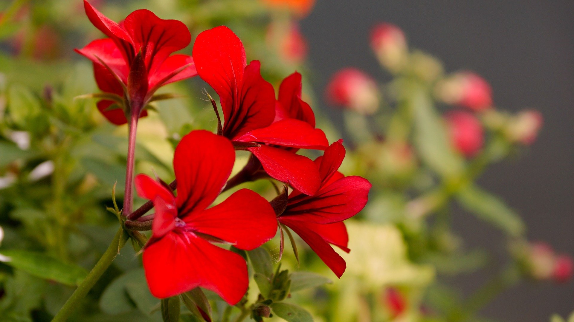 Flores Medicinais – Conheça suas Diversas Propriedades | Blog Giuliana