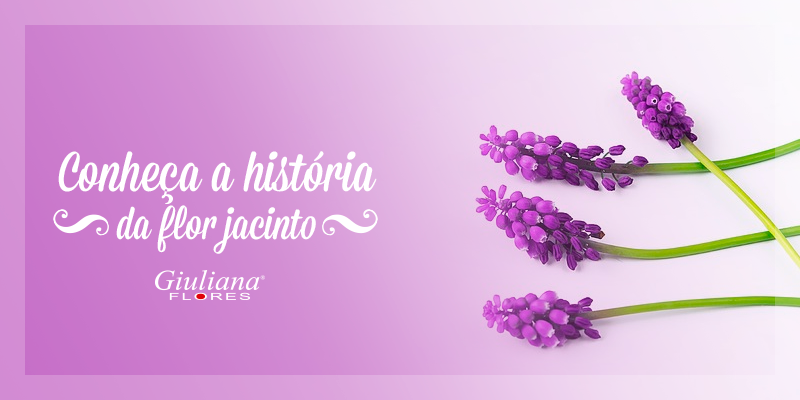 Conheça a História Da Flor Jacinto