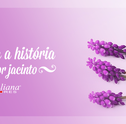 Conheça a História Da Flor Jacinto