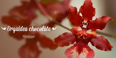 Orquídea Chocolate – Delicadeza e Aroma Marcante