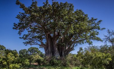 Baobá – Conheça sua História e suas Curiosidades