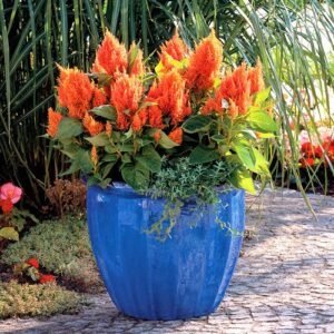celosia-planta