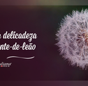 Flor Dente-de-Leão: Conheça sua Delicadeza