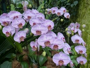 adube-as-suas-orquídeas