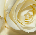 Significado da Rosa Branca e suas Lendas