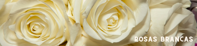 Significado da Rosa Branca e suas Lendas