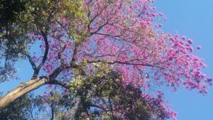 Árvore Ipê-Rosa