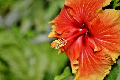 Hibisco: conheça essa linda flor tropical