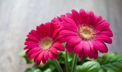 Como Plantar Gérberas – Tenha Flores Lindas e Coloridas